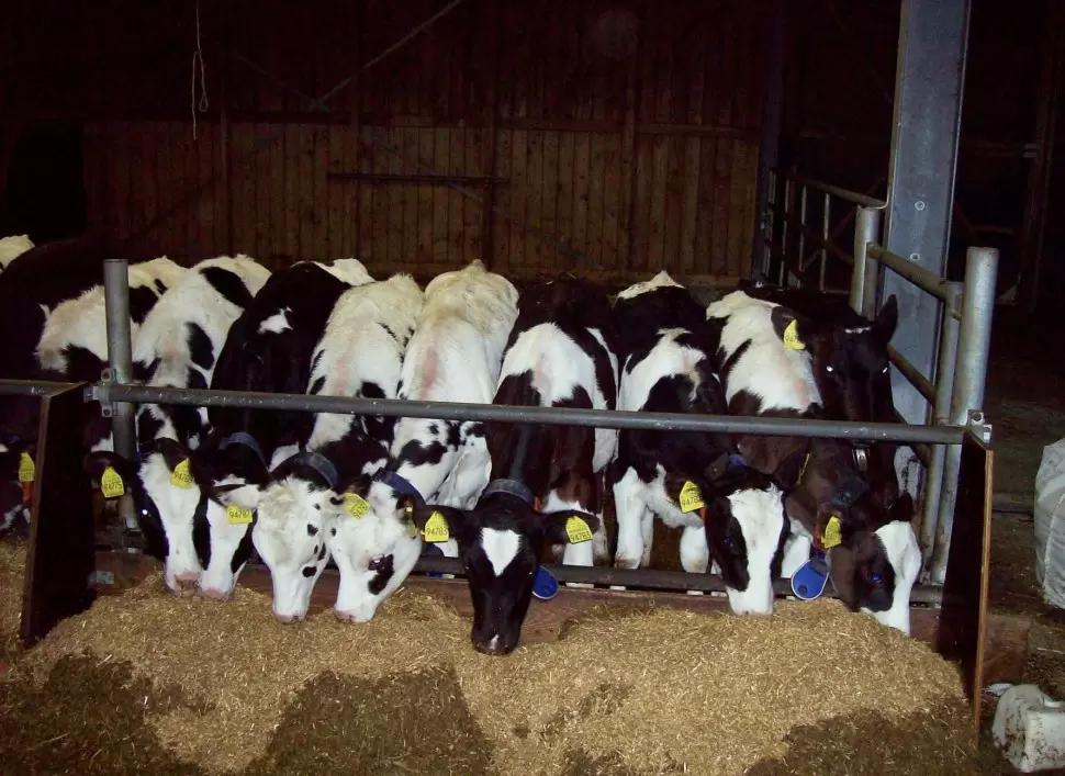 Вопросы из чатов: как проверить телят на гельминтов?