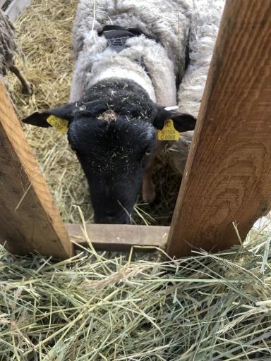 Что это может быть?