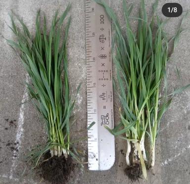 Линейка для агронома