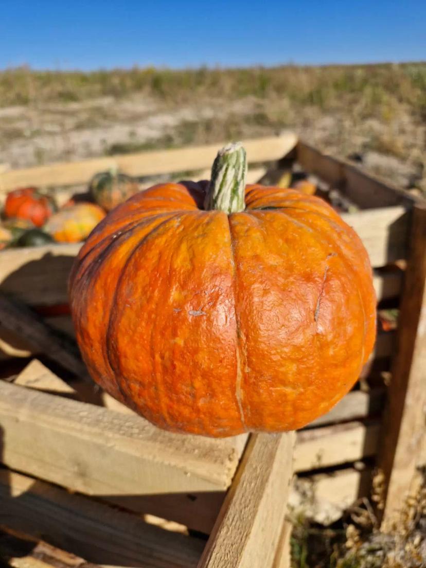 Растили-растили....вырастили