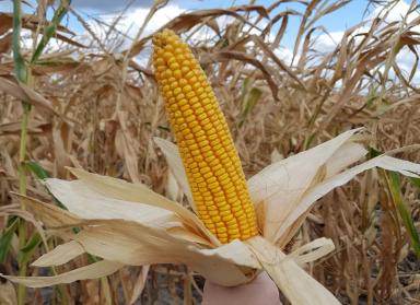 Сплендис - гибрид кукурузы ( Zea mays L.).