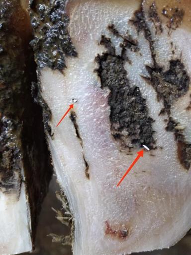 Травматический пододерматит