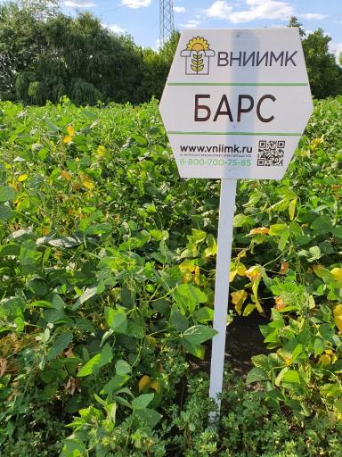 Барс сорт сои