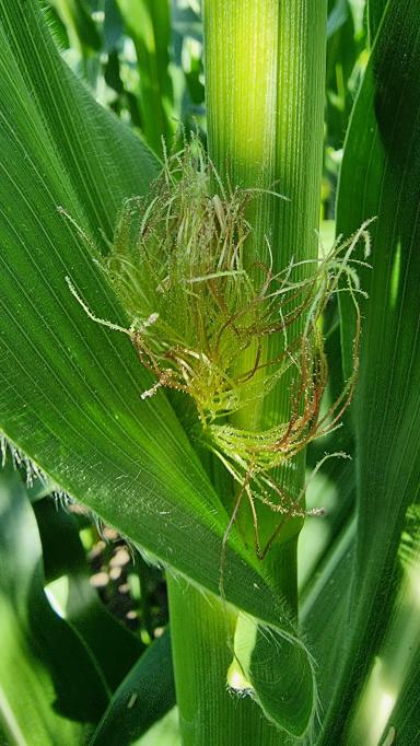 Вредители кукурузы. Мониторинг за лётом чешуекрылых.