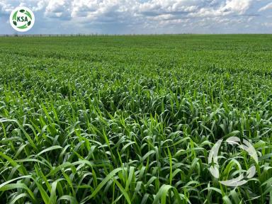 Будущий урожай озимой пшеницы "Секлетия"