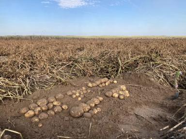 Нужна ли картофелю подкормка кальцием, магнием и серой?