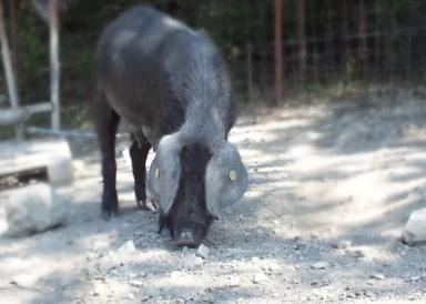 Нера пармезан (Неро ди Парма) – порода свиней