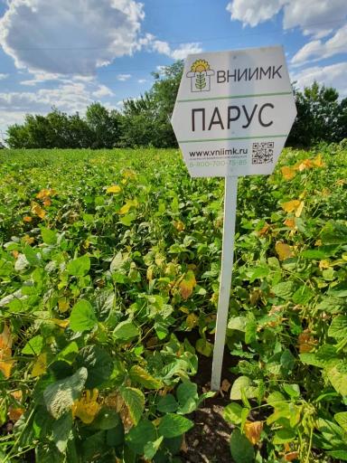 Парус сорт сои