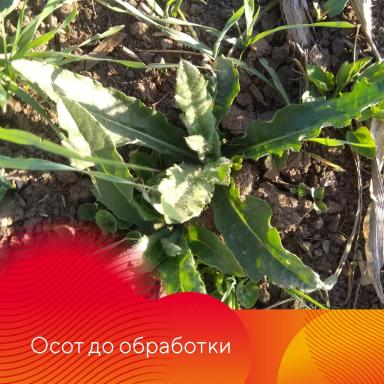 НордСтрим® – сила и надежность тройственного союза.