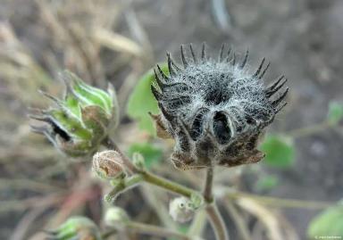 Канатник Теофраста