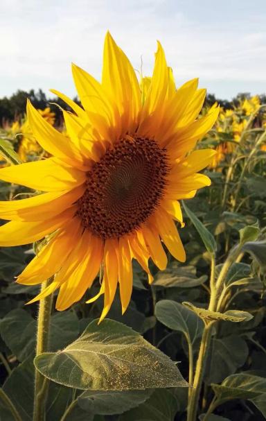 Каррера КЛП - гибрид подсолнечника (Helianthus annuus L.). Среднеспелый. Гибрид системы Clearfield®Plus.