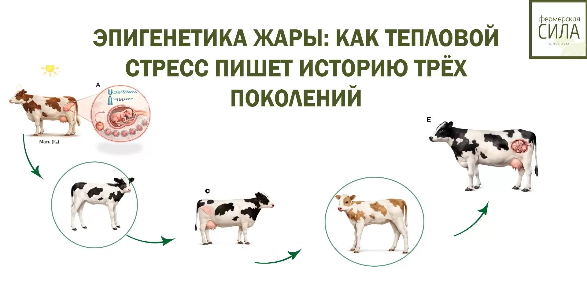 ЭПИГЕНЕТИКА ЖАРЫ: КАК ТЕПЛОВОЙ СТРЕСС ПИШЕТ ИСТОРИЮ ТРЁХ ПОКОЛЕНИЙ