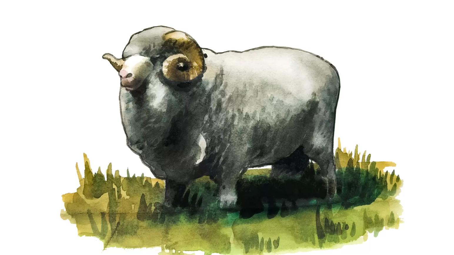 Забайкальская порода овец