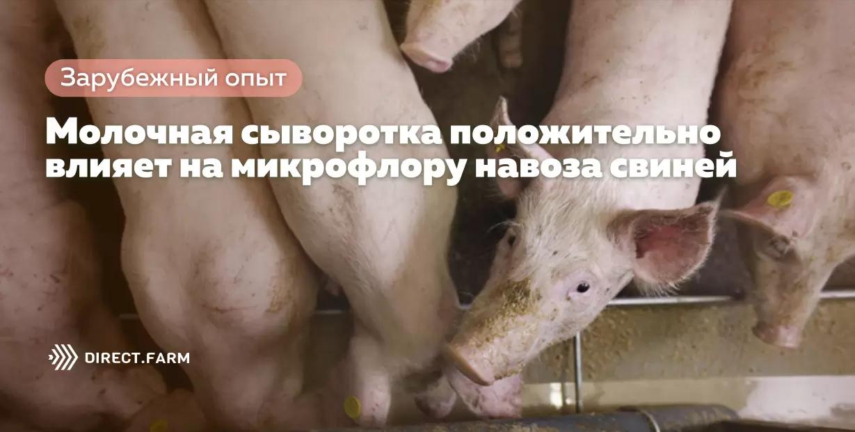 Молочная сыворотка положительно влияет на микрофлору навоза свиней