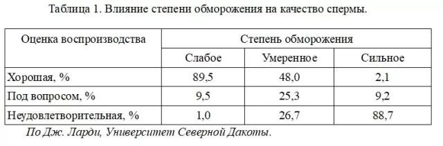 Стратегии зимнего ухода за быками мясных пород