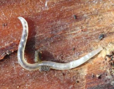 Северная галловая нематода