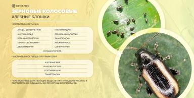 Хлебная полосатая блошка - меры борьбы