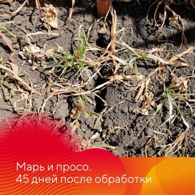 Результаты испытаний гербицида на кукурузе
