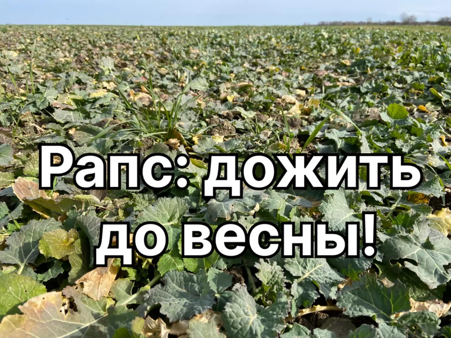 Рапс: дожить до весны! Как пережить зиму?