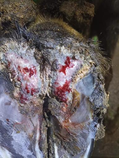 Модификация сформированного копытного рога с применением химических веществ.