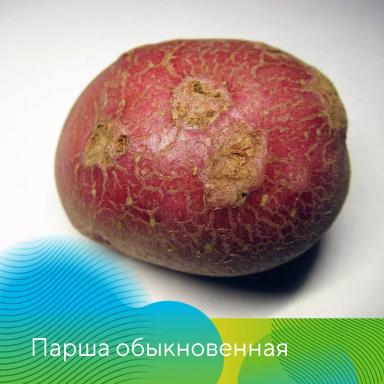 Клубневой анализ картофеля