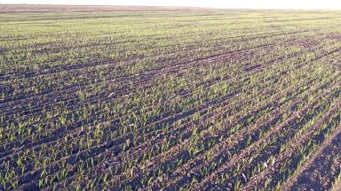 Пшеница выбрасывает лист в почве. 