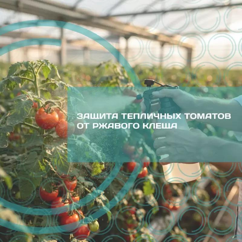 Как защитить томаты от клеща в период плодоношения: опыт теплиц