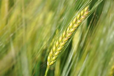 Грэйс (GRACE) сорт ярового ячменя Эко Нива семена