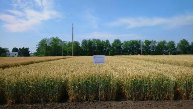 Антонина сорт мягкой озимой пшеницы