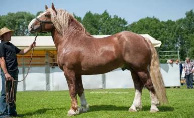 Литовская тяжелоупряжная порода (литовский тяжеловоз)