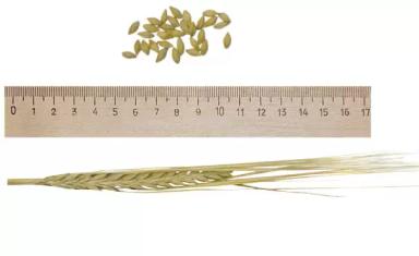 Калькюль (CALCULE)