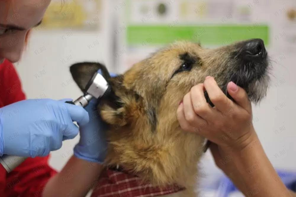 Наш отоларинголог, который успешно вылечил множество заболеваний, а наши