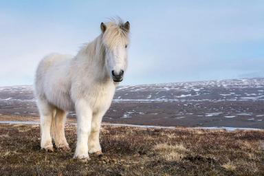 Исландская порода лошадей