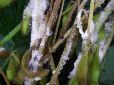 Склеротиниоз (белая гниль) сои