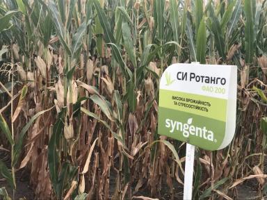 СИ Ротанго - гибрид кукурузы ( Zea mays L.).