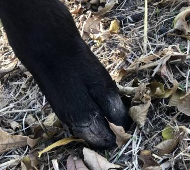 Вопросы из чатов: что делать, если у барана повреждено копыто?