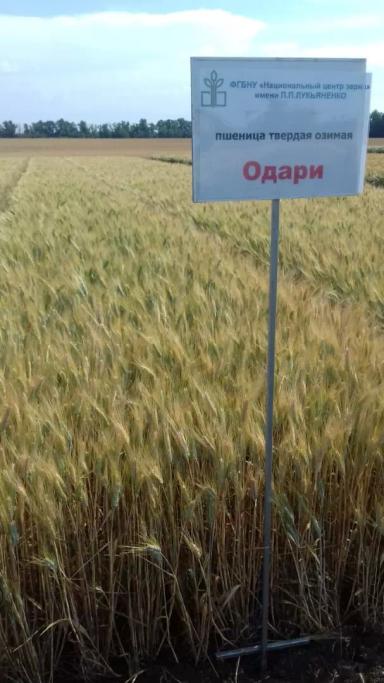 Одари сорт твердой озимой пшеницы