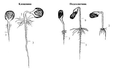 ГОСТ 12038-84 Всхожесть методы определения