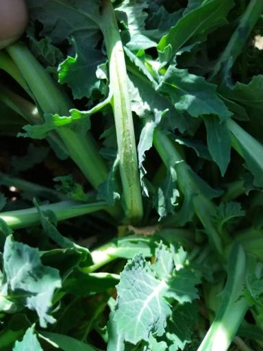 Вопросы для обсуждений: кто грызет?