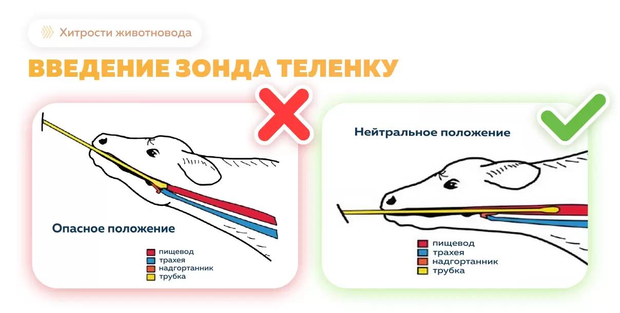 Правила введения пищеводного зонда телятам