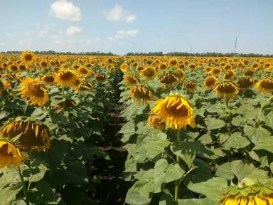 Куба ®  - гибрид подсолнечника (Helianthus annuus L.). Среднеспелый.