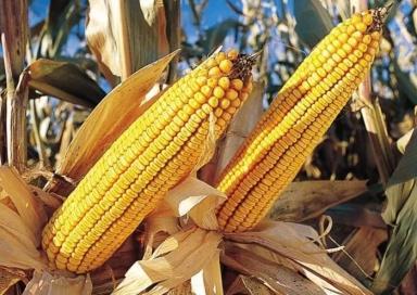 Эден Стар - гибрид кукурузы ( Zea mays L.).