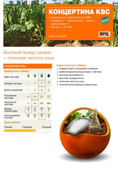 Концертина КВС - гибрид свеклы сахарной (Beta vulgaris L. ssp. vulgaris var. saccharifera Alef.).