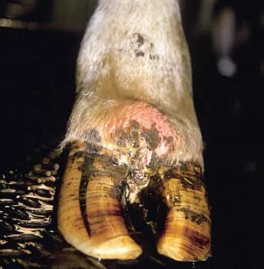 Инфекционный пододерматит КРС 