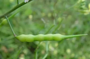 Редька дикая