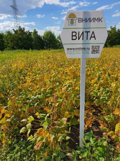 Вита сорт сои