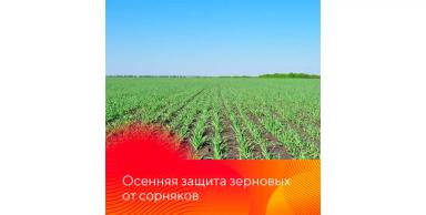 Результаты осенней обработки озимых гербицидами Форкаст® и Лазурит® Ультра