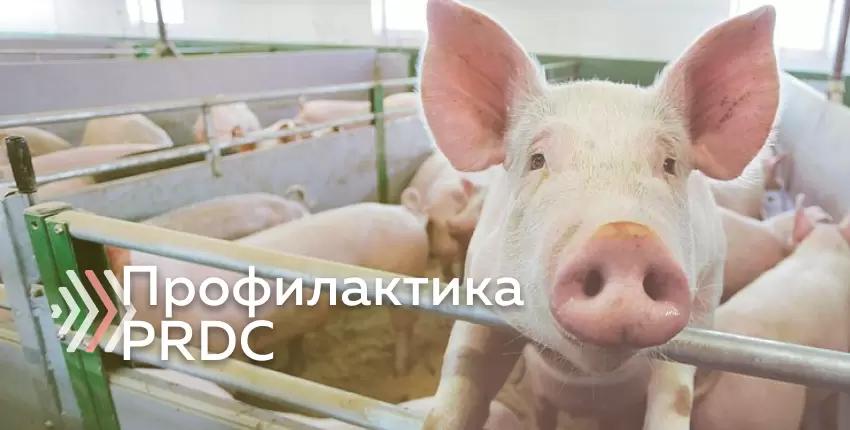 Профилактика инфекционных респираторных заболеваний свиней