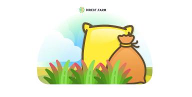 Симптом – красные листья озимой пшеницы 