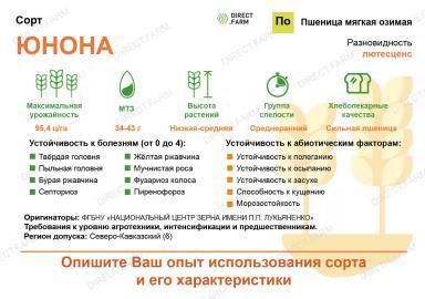 Юнона сорт мягкой озимой пшеницы